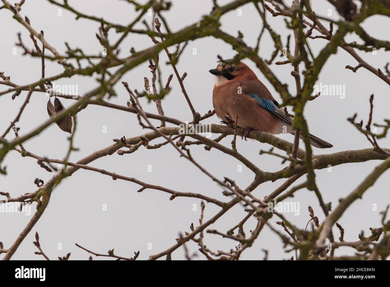 C'est l'hiver, les branches d'un arbre à feuilles caduques sont dépourvues de feuilles.Un oiseau sauvage, un geai, est assis sur l'une des branches. Banque D'Images