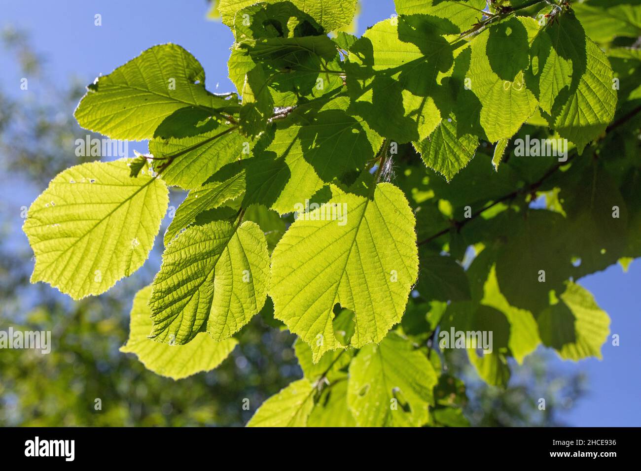 -Lime Tree, (Tilia sp.), feuilles, rétroéclairées par la lumière du soleil d'été.Vue ci-dessous montrant les veines, les formes, le chevauchement créant un motif, translucide. Banque D'Images