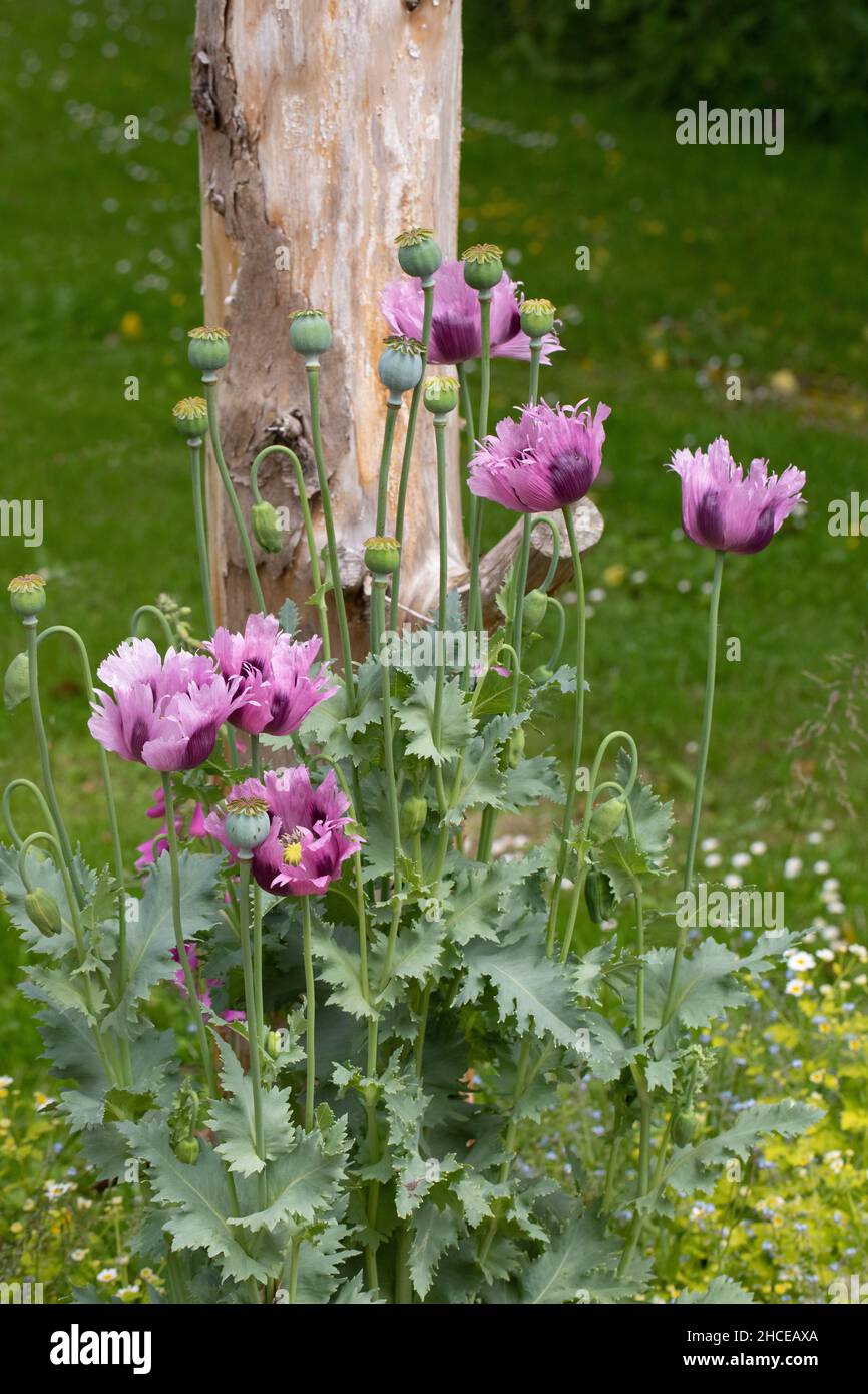 Pavot à opium (Papaver somniferum).Jardin cultivé évasion, largement cultivé Europe centrale, ostentatoire grand, fleurs, en font une plante ornementale populaire, comme Banque D'Images