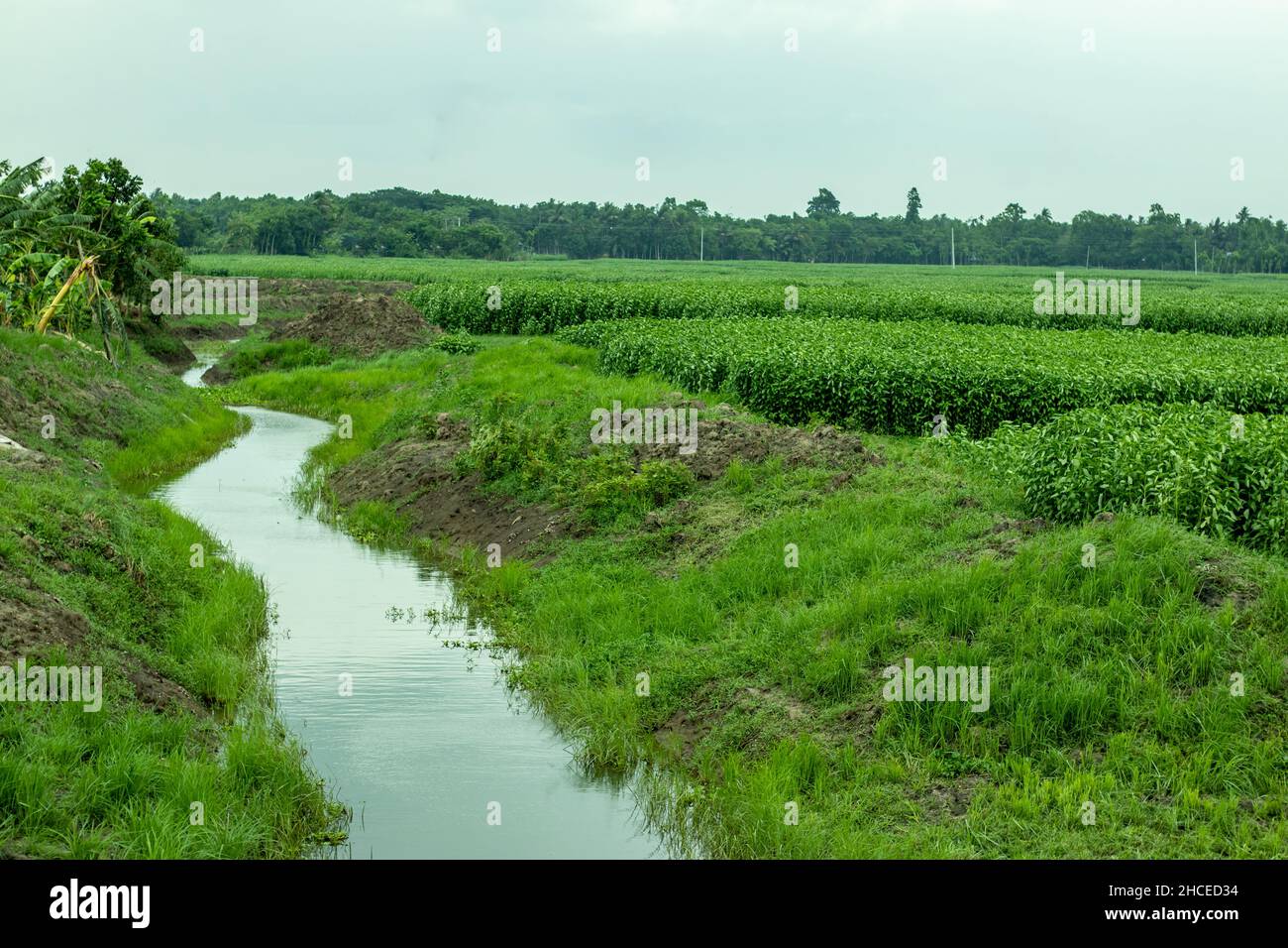 Petite ligne d'eau dans un grand champ de récolte qui a créé naturellement.Son cadre conserve sa campagne et son agriculture et c'est une vue sur le paysage Banque D'Images