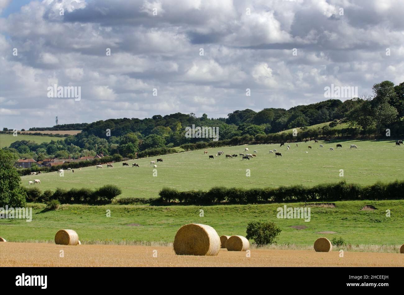 Bottes de paille sur les champs de chaume, avec le pâturage du bétail dans la distance, la vallée de Stiffkey, Norfolk, UK Banque D'Images