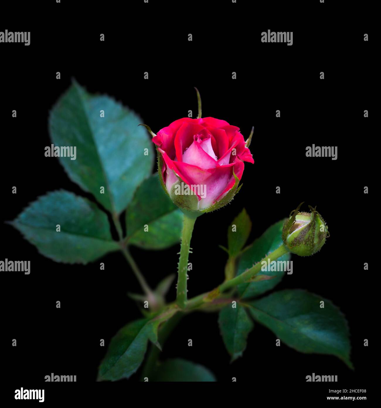 rose rouge sur fond noir, vue rapprochée prise en faible profondeur de champ Banque D'Images