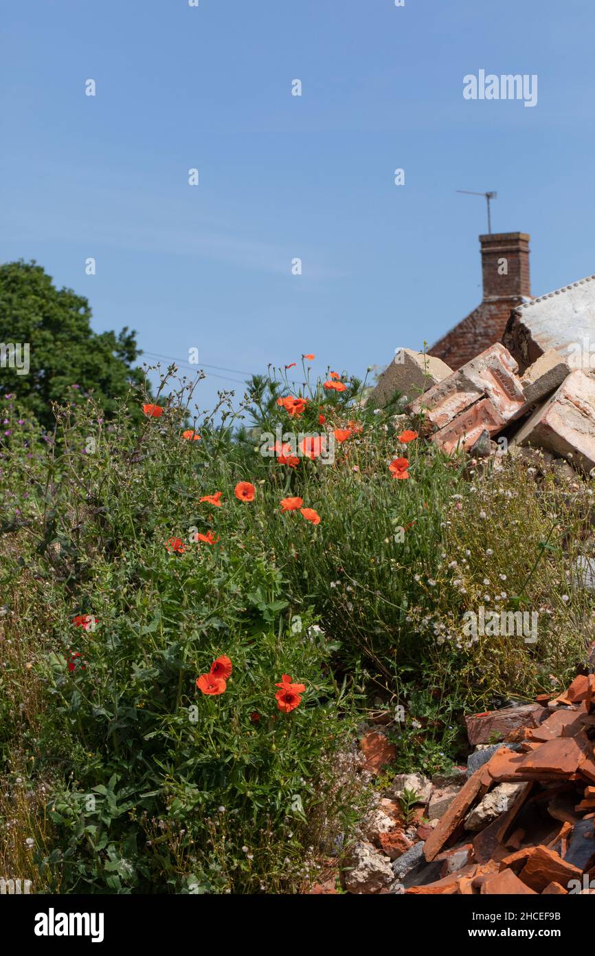 Coquelicot (Papaver rhoeas), floraison avec d'autres plantes annuelles autosemées, Nettles, Urtica dioica, Sow-Thistle, parmi la brique et le mortier RU du constructeur Banque D'Images