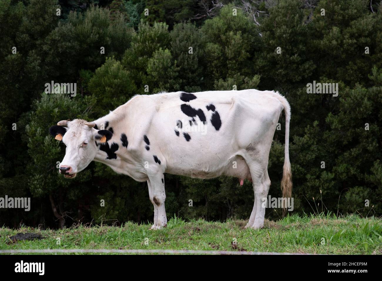 Gros plan d'une belle vache à lait avec de petites taches noires blanches Banque D'Images