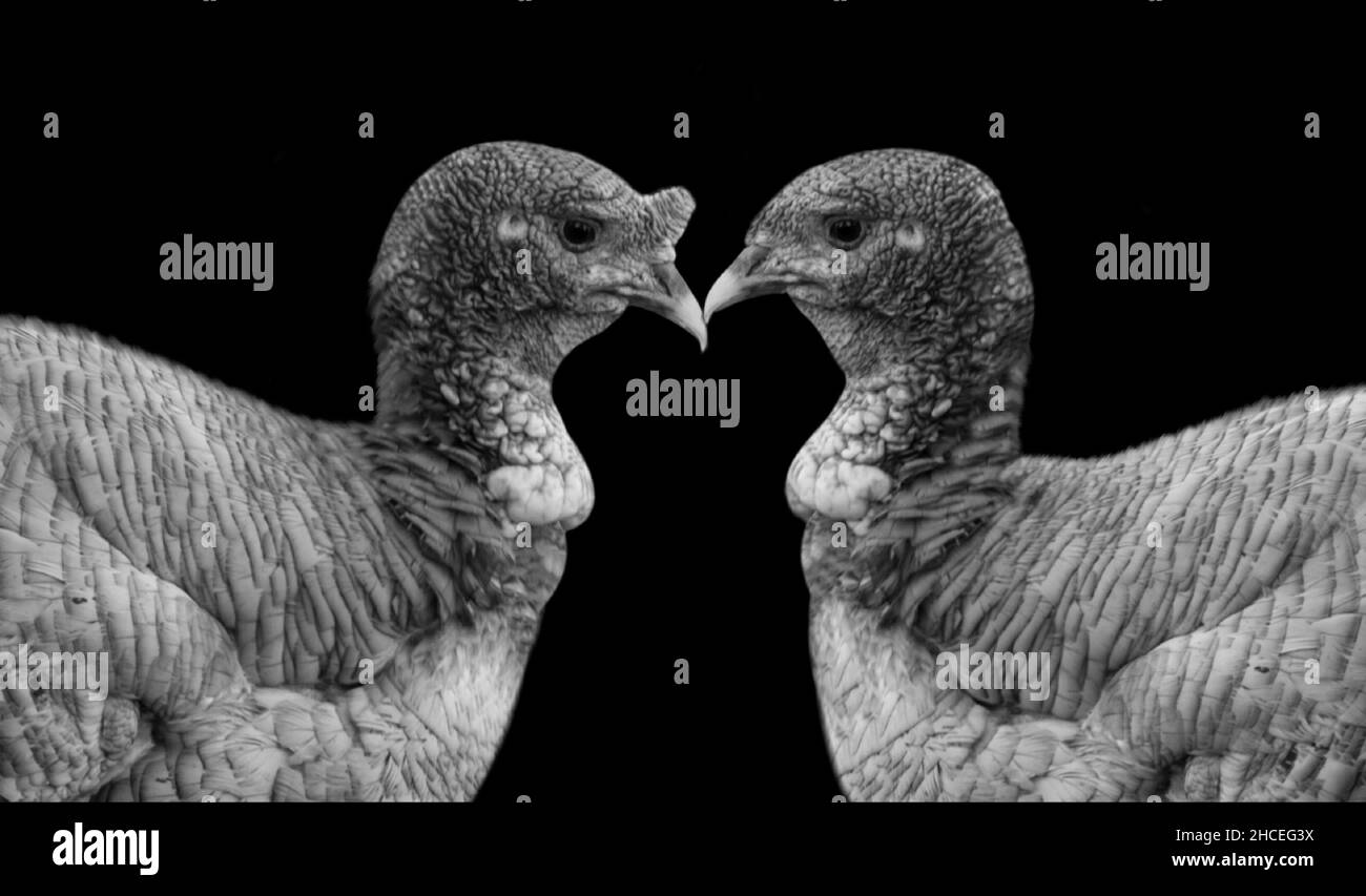 Deux oiseaux de dinde gros plan face dans le fond noir Banque D'Images