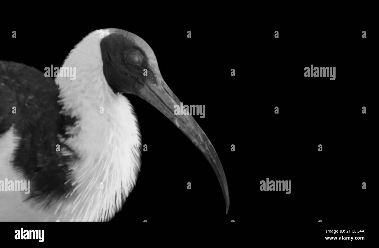Long Beak Ibis Bird Portrait face sur fond sombre Banque D'Images