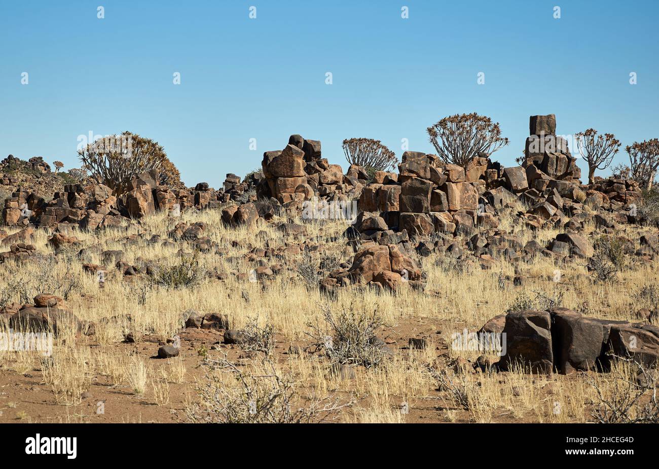 Quiver arbres (Aloe dichotoma) dans un paysage aride avec des rochers de granit empilés dans le sud du désert de Kalahari, Keetmanshoop, Namibie. Banque D'Images