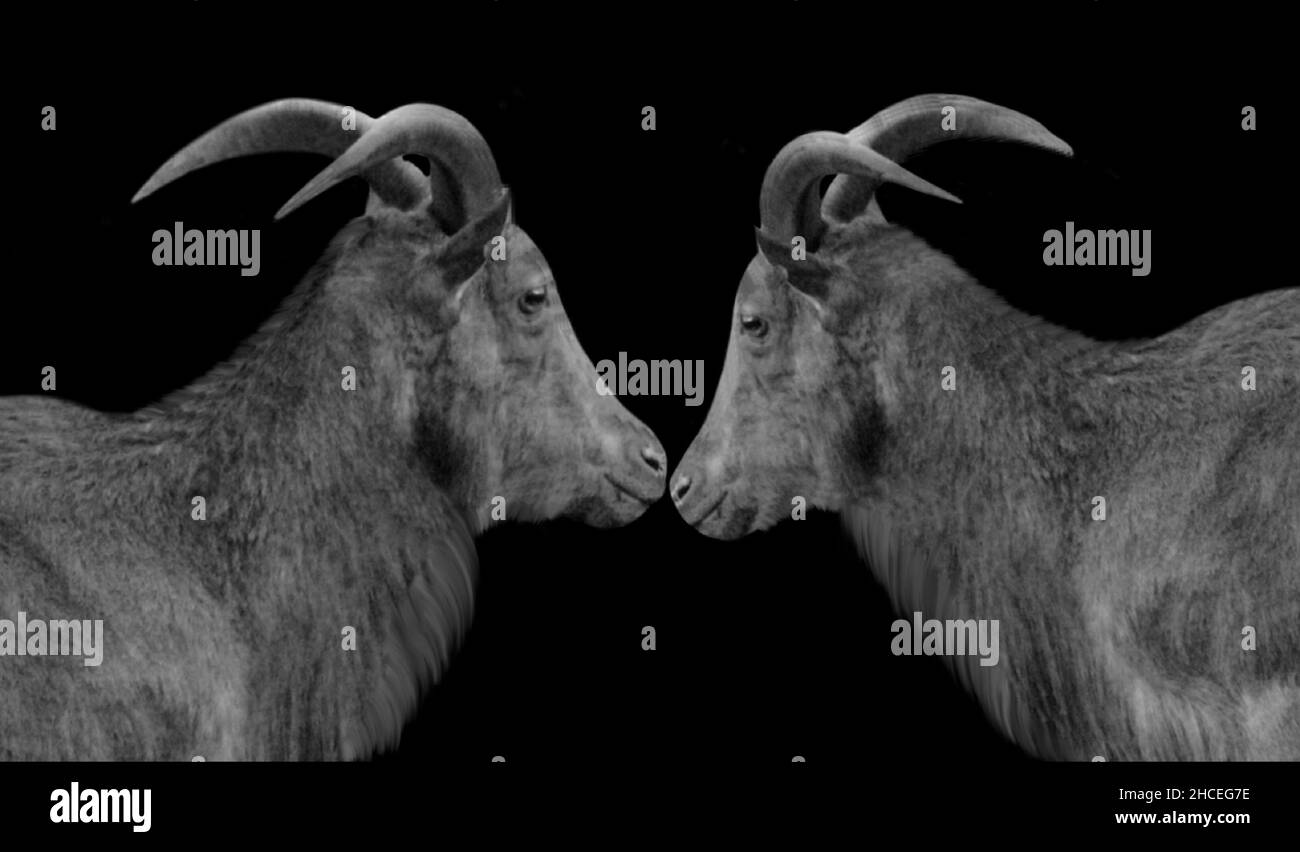 Deux couples barbarques face de chèvre dans le fond noir Banque D'Images