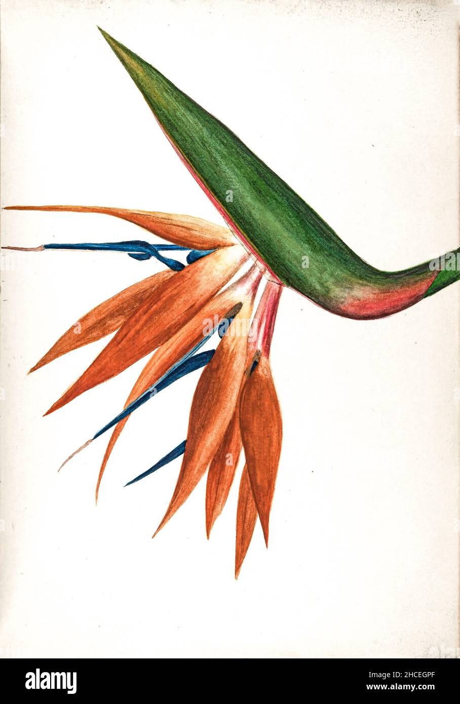 Oiseau de paradis (Strelitzia) de Sketchbook No. 18 - fruits et fleurs des Bermudes par Helen Sharp 1892-1903 Banque D'Images