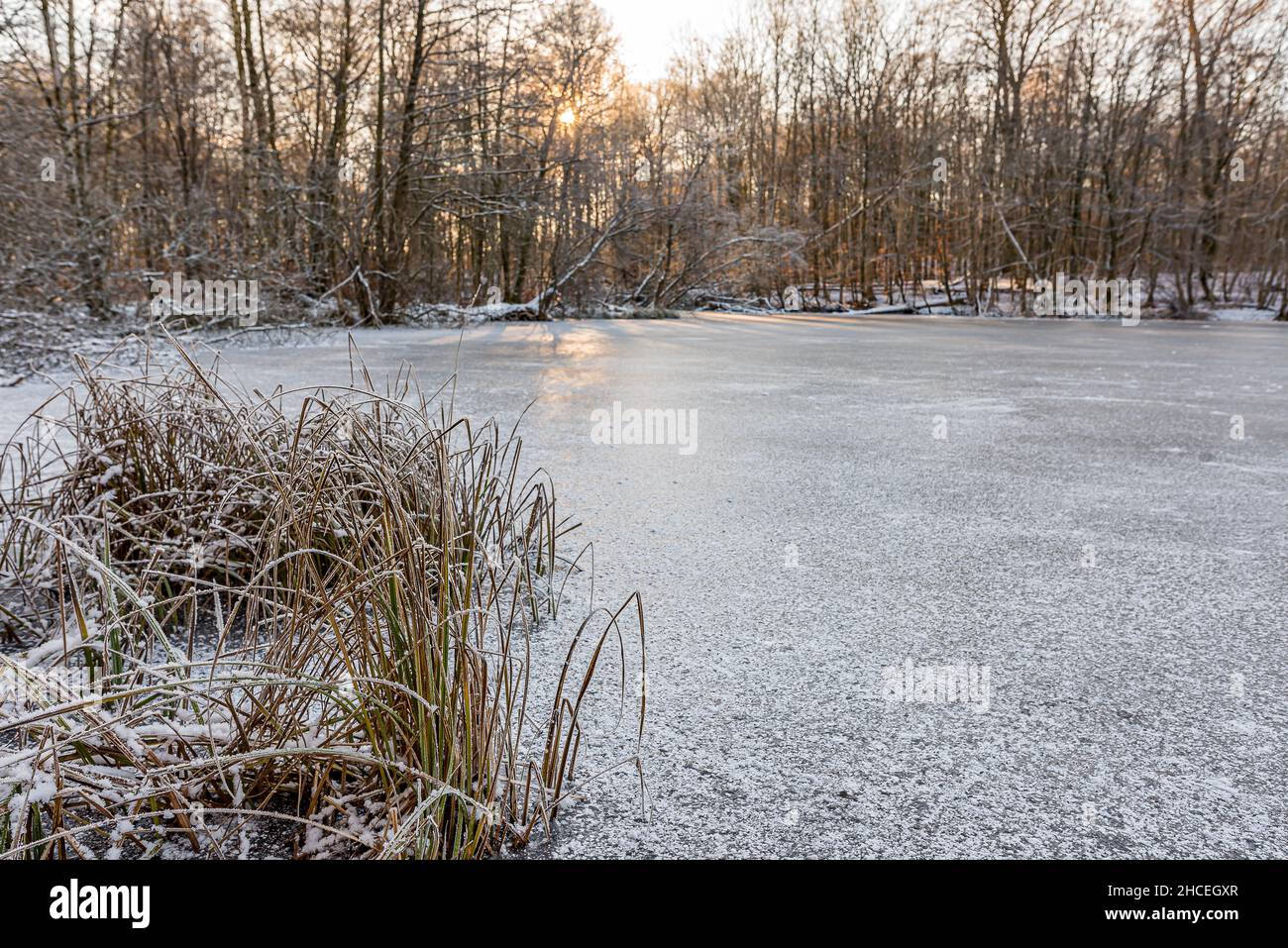 Roseaux congelés sur la rive d'un lac glacé au soleil pâle, Zélande, Danemark, 27 janvier 202 Banque D'Images