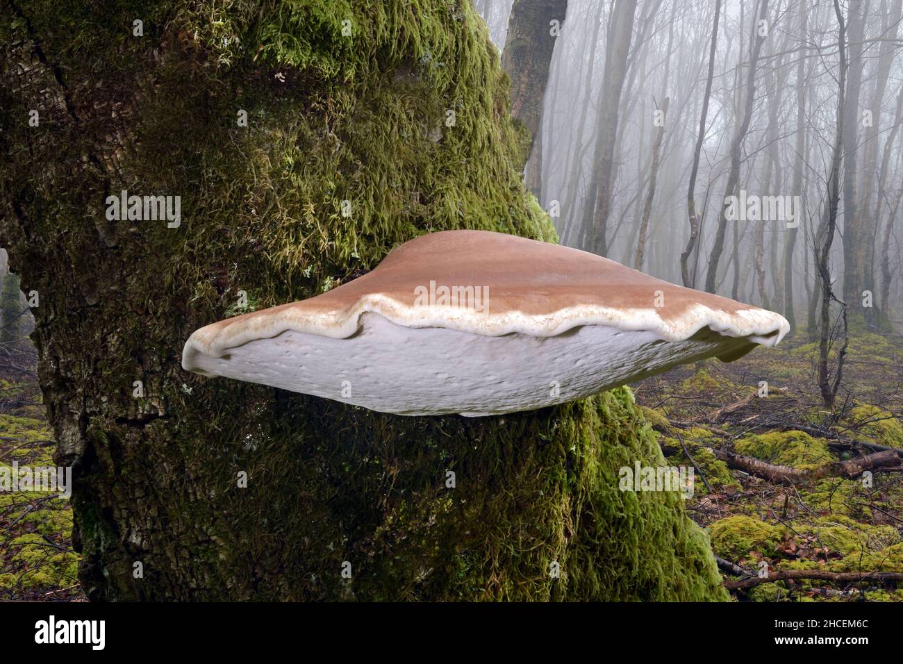 Fomitopsis betulina (polypore de bouleau) pousse presque exclusivement sur des bouleaux.C'est l'une des espèces les plus communes de champignons de la pourriture brune. Banque D'Images