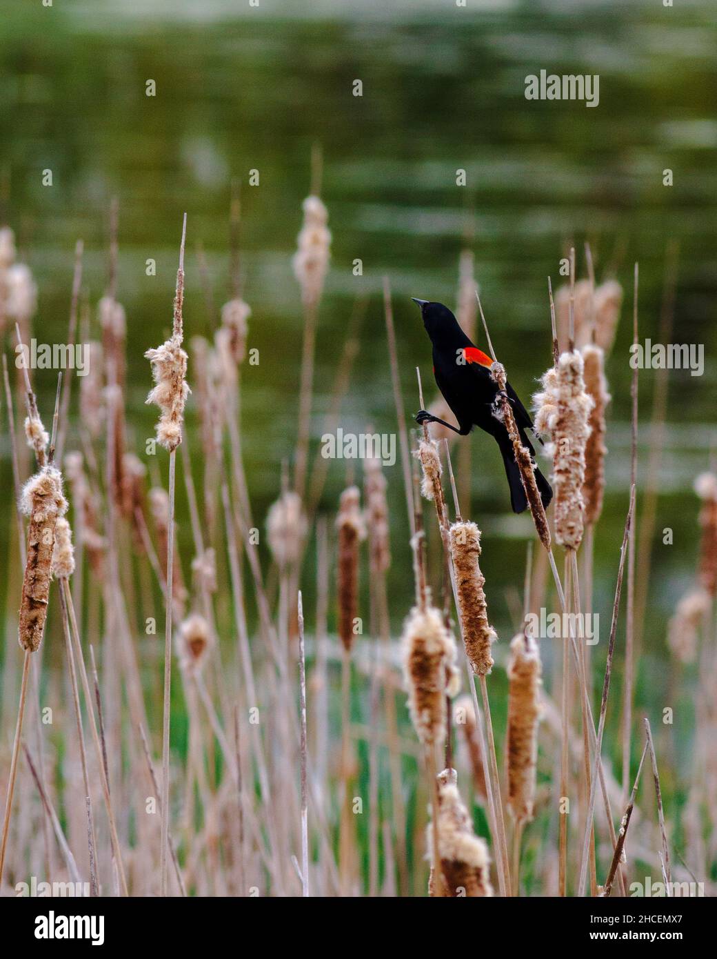 Gros plan vertical du blackbird à ailes rouges. Agelaius phoeniceus. Banque D'Images
