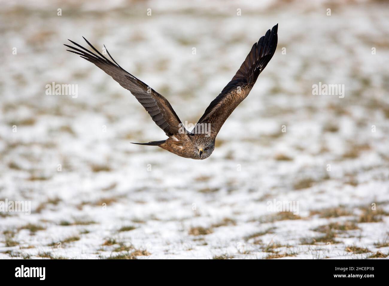 Black Kite, (Milvus migrans) en vol sur un terrain enneigé, Basse-Saxe, Allemagne Banque D'Images