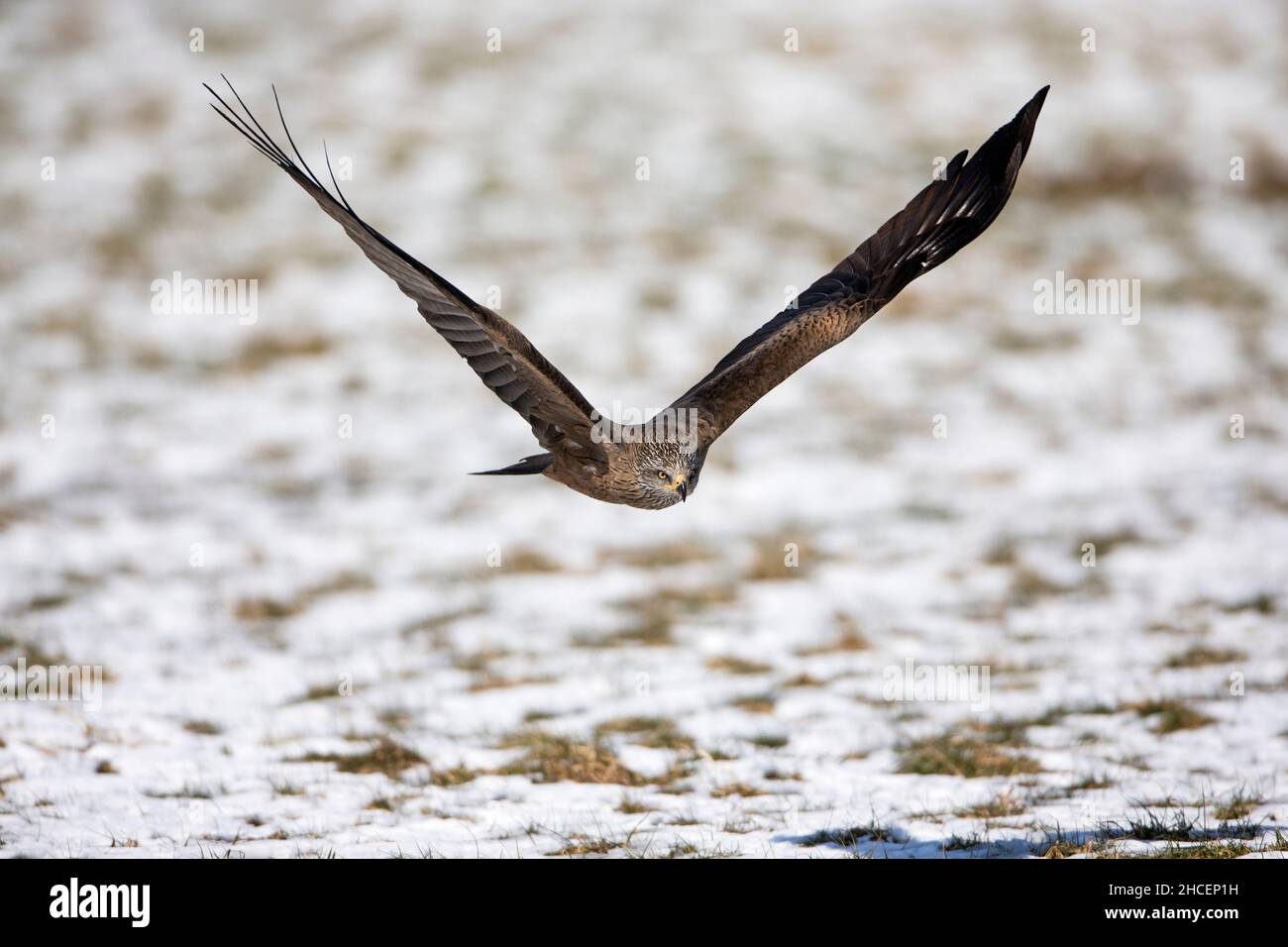 Black Kite, (Milvus migrans) en vol sur un terrain enneigé, Basse-Saxe, Allemagne Banque D'Images