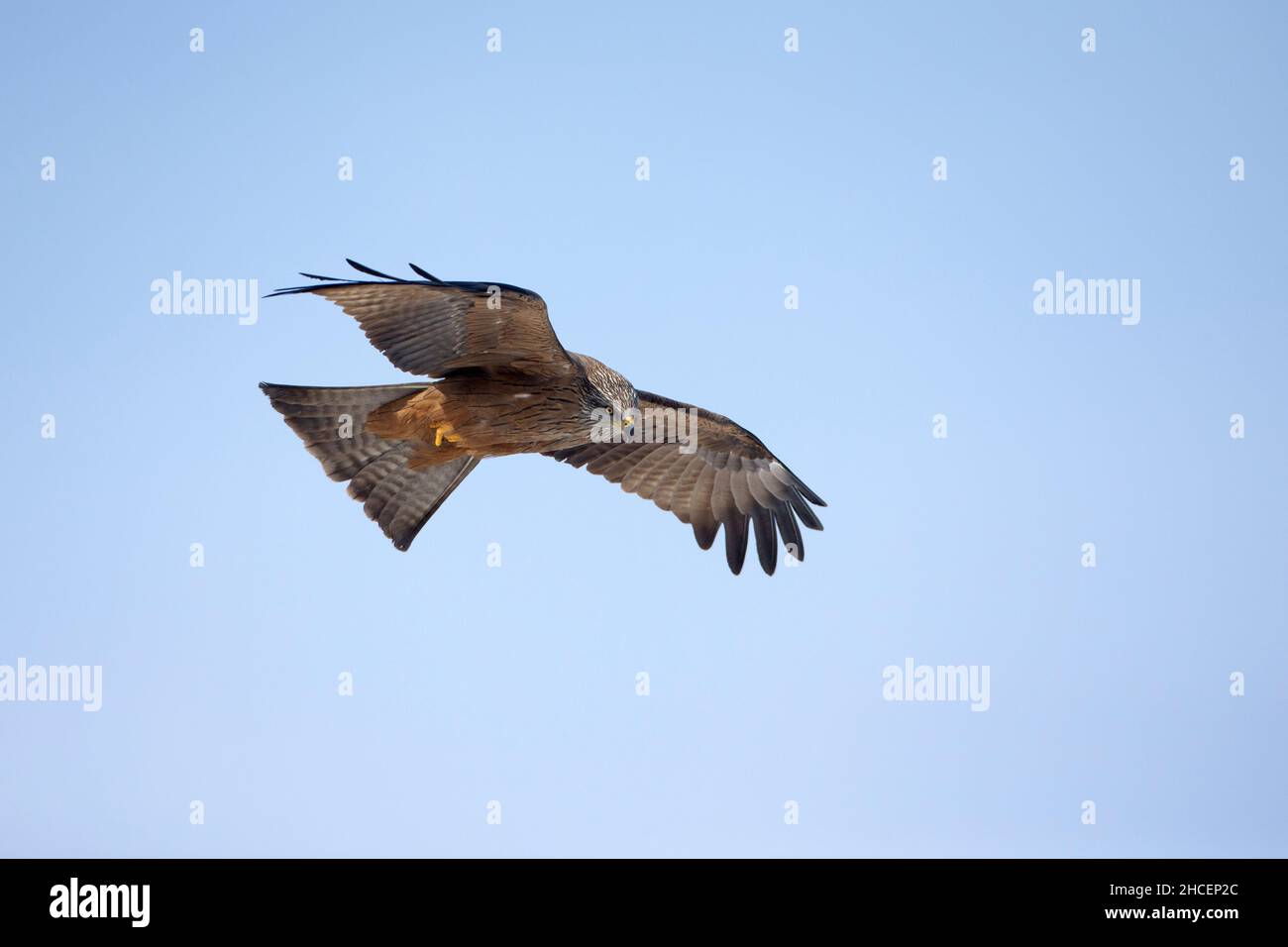 Black Kite, (Milvus migrans), en vol, glisse, Basse-Saxe,Allemagne Banque D'Images