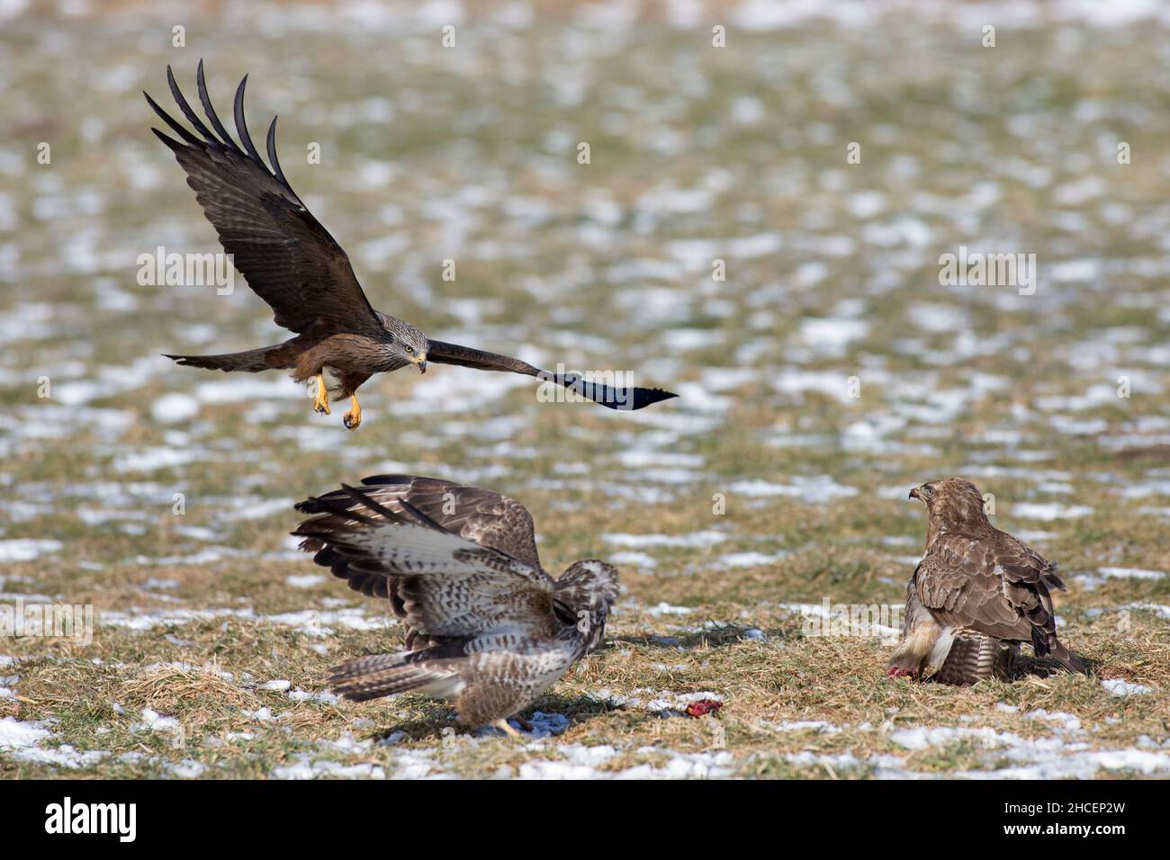 Black Kite (Milvus migrans) charogne de Buzzard (Buteo buteo) Allemagne Banque D'Images