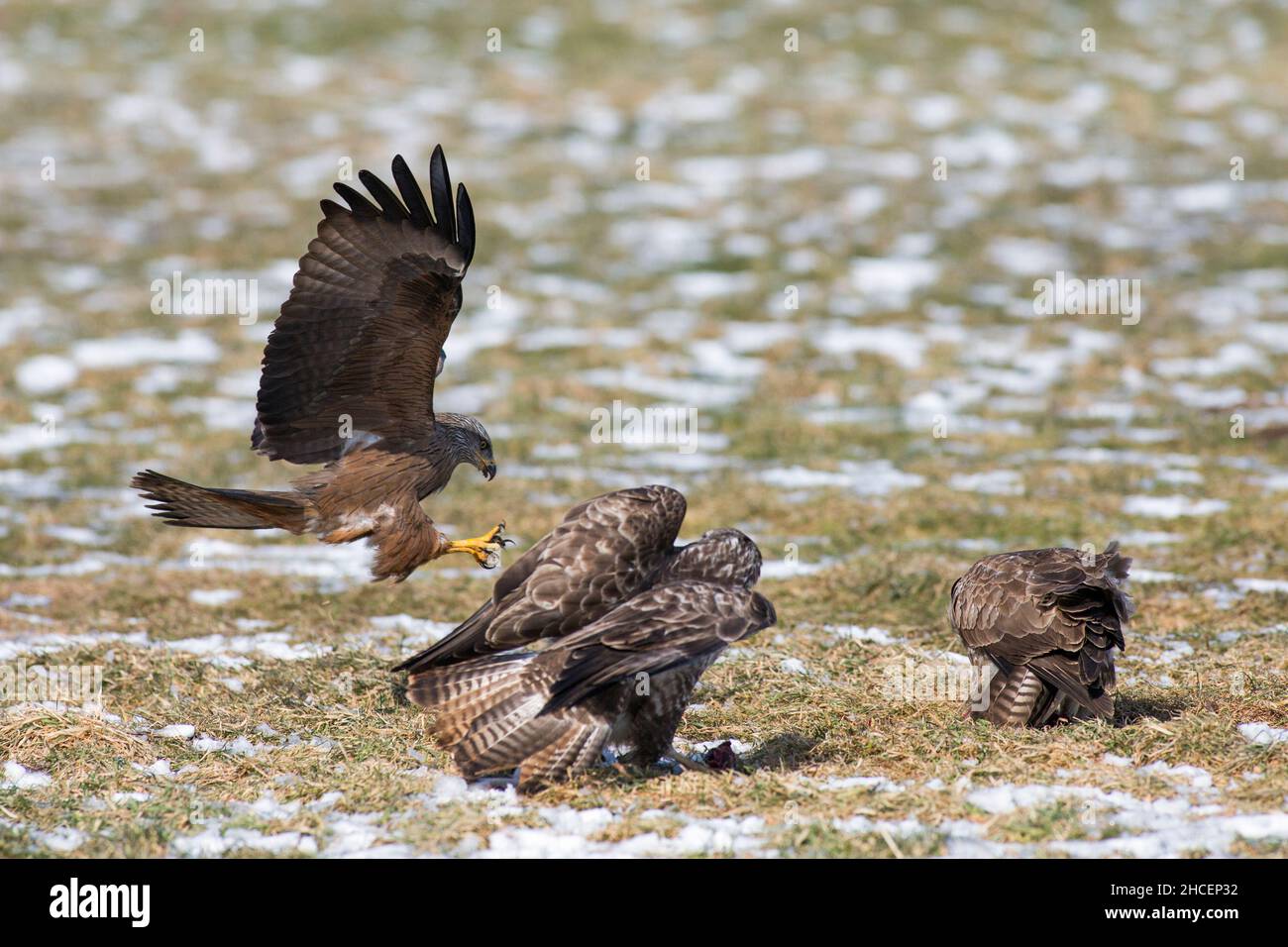 Black Kite (Milvus migrans) charogne de Buzzard (Buteo buteo) Allemagne Banque D'Images