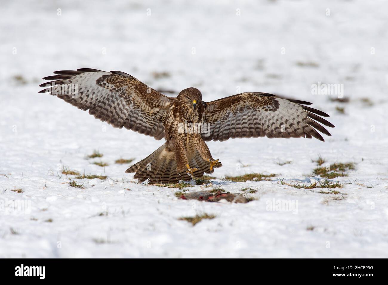 Buzzard commun (Buteo buteo) en vol atterrissage à côté de la carrion en hiver, Basse-Saxe, Allemagne Banque D'Images
