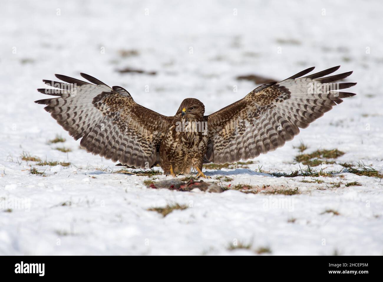 Buzzard commun (Buteo buteo) en vol atterrissage à côté de la carrion en hiver sur un terrain enneigé, Basse-Saxe, Allemagne Banque D'Images