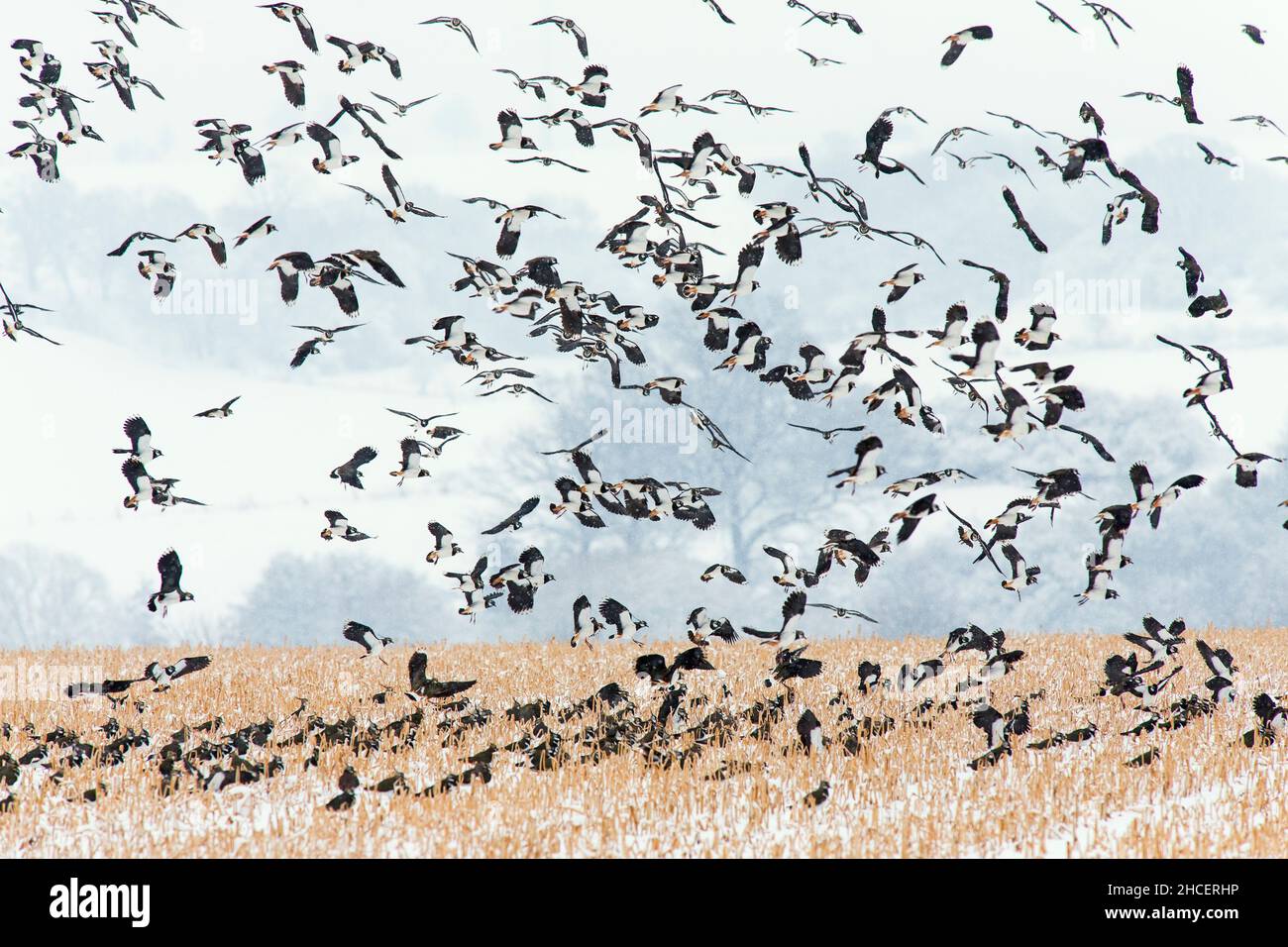 Lapwing (Vanellus vanellus) flock volant vers le nord au printemps capturé par la fin de la neige Basse-Saxe Allemagne Banque D'Images