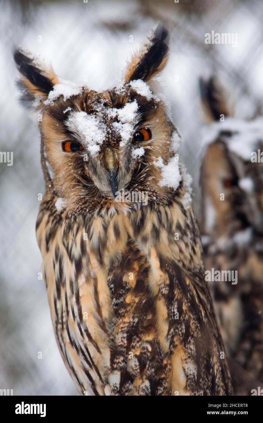 Hibou à longues oreilles (ASIO otus) se reposant pendant la journée en hiver avec de la neige sur un disque facial Basse-Saxe Allemagne Banque D'Images
