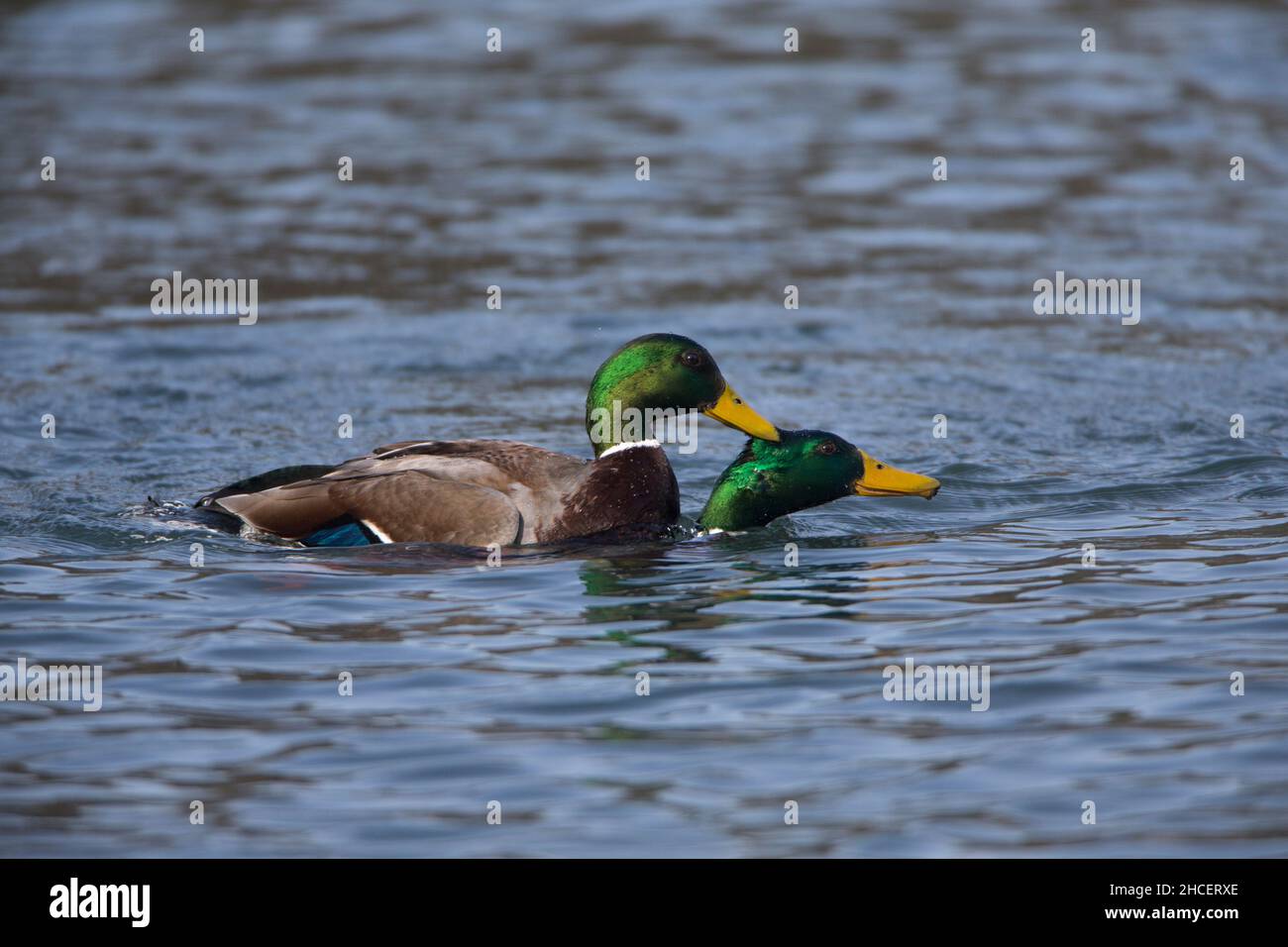 Mallard (Anas platyrhynchos) deux dragues se battent dans le lac Basse-Saxe en Allemagne Banque D'Images