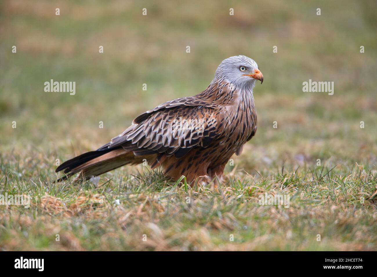 Red Kite (Milvus milvus) se nourrissant de la charogne sur le terrain Basse-Saxe Allemagne Banque D'Images