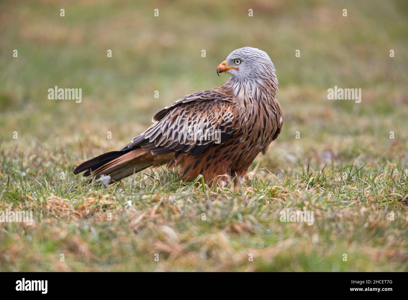 Red Kite (Milvus milvus) se nourrissant de la charogne sur le terrain Basse-Saxe Allemagne Banque D'Images