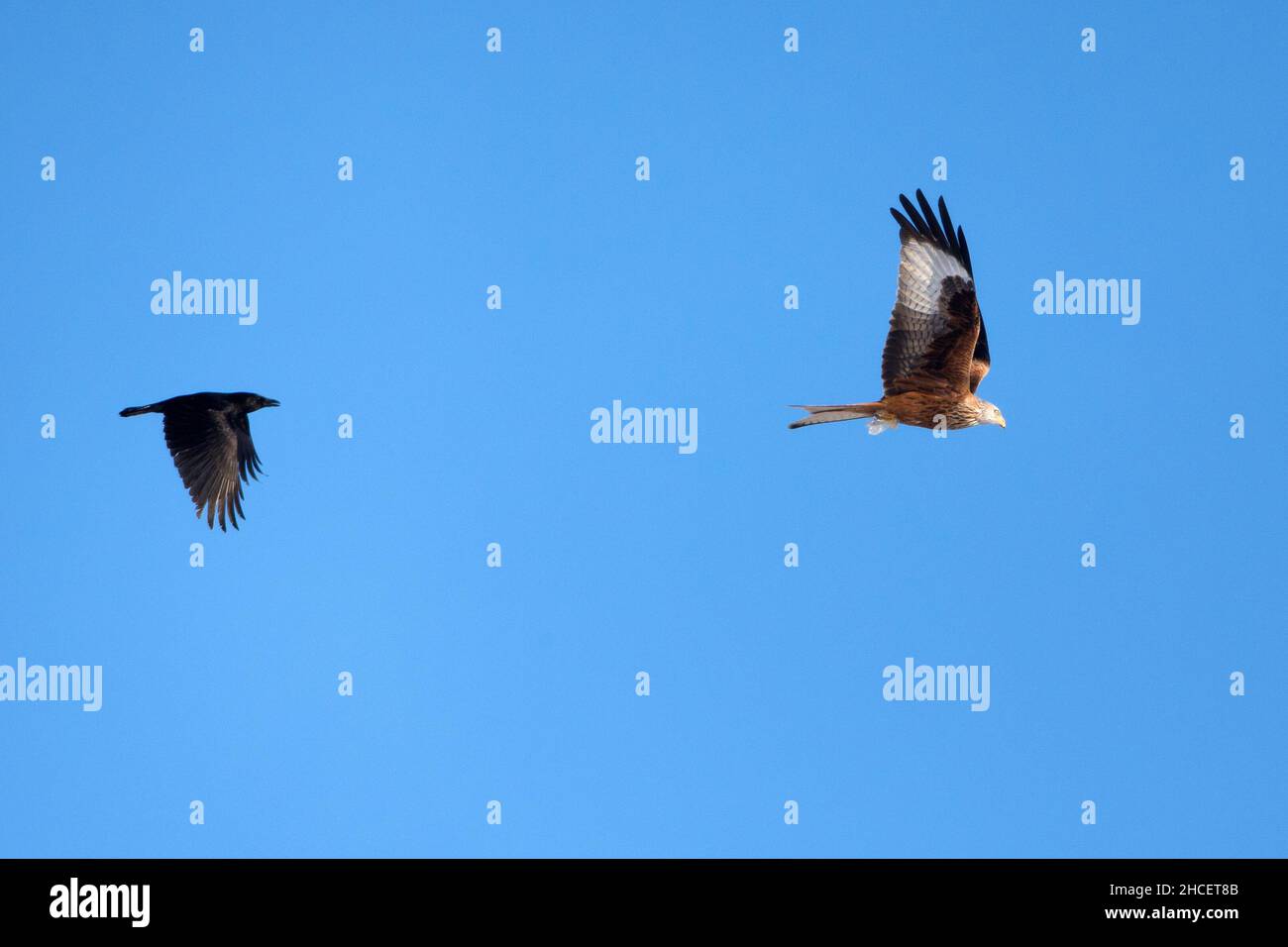 Red Kite (Milvus milvus) en vol embrumé par Carrion Crow, (Corvus corone), Basse-Saxe Allemagne Banque D'Images