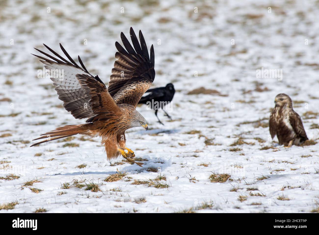 Red Kite (Milvus milvus) en vol accrochant à la carrion sur un terrain enneigé, en hiver, Basse-Saxe Allemagne Banque D'Images