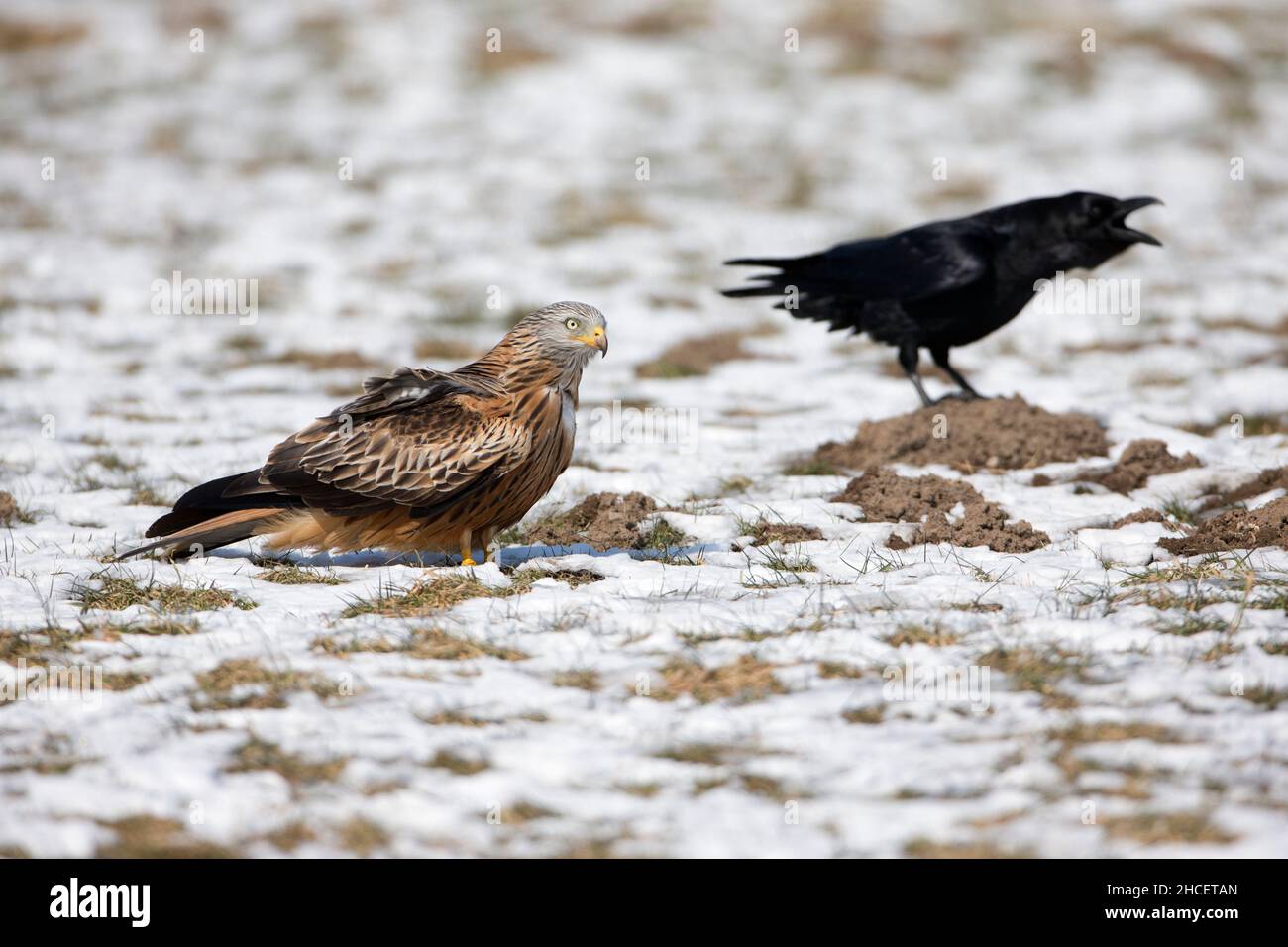 Red Kite (Milvus milvus) sur le terrain avec Raven en hiver Basse-Saxe Allemagne Banque D'Images