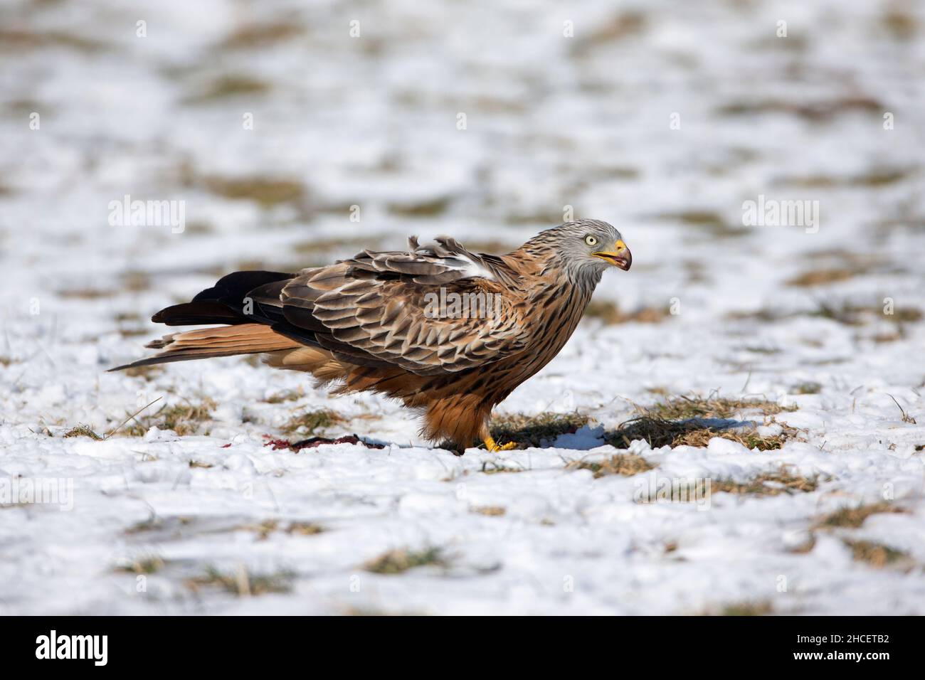 Le cerf-volant rouge (Milvus milvus) se nourrissant sur la charogne en hiver Basse-Saxe Allemagne Banque D'Images