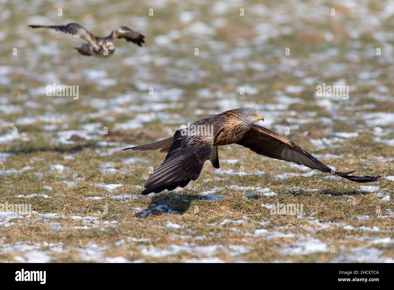 Red Kite (Milvus milvus) en vol, décollage après avoir arraché une charogne, en hiver Basse-Saxe Allemagne Banque D'Images