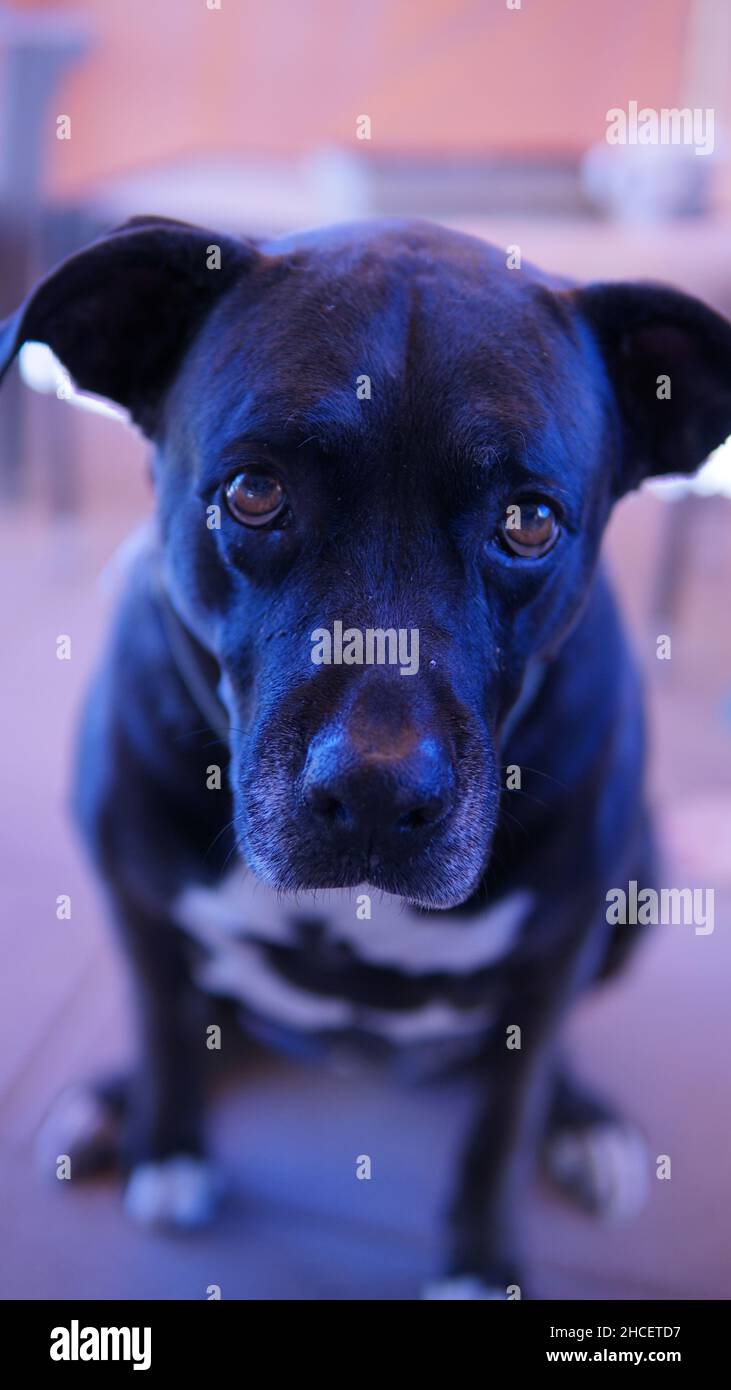 Portrait d'un Pit Bull Terrier américain noir et blanc Banque D'Images