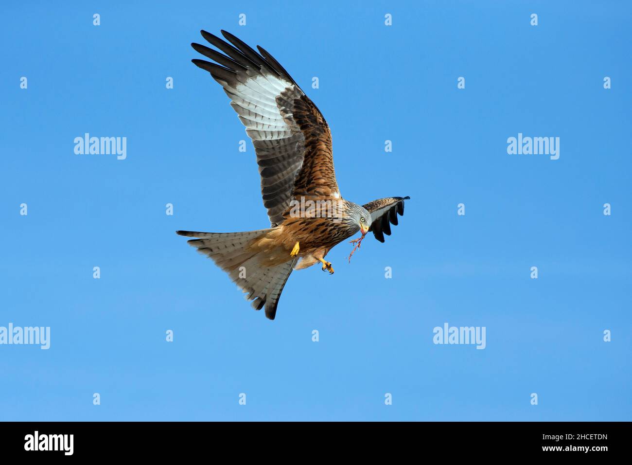 Red Kite (Milvus milvus) en vol avec la carrion à Beak, en Basse-Saxe en Allemagne Banque D'Images