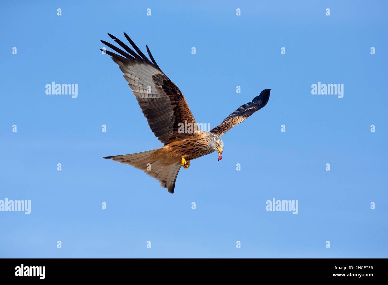 Red Kite (Milvus milvus) en vol avec la carrion à Beak, en Basse-Saxe en Allemagne Banque D'Images