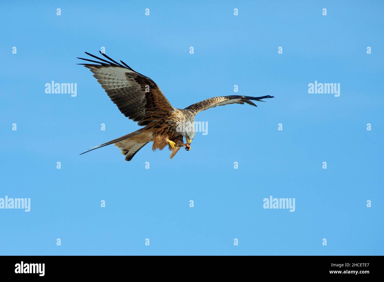 Red Kite (Milvus milvus) en vol avec la carrion à Beak, en Basse-Saxe en Allemagne Banque D'Images