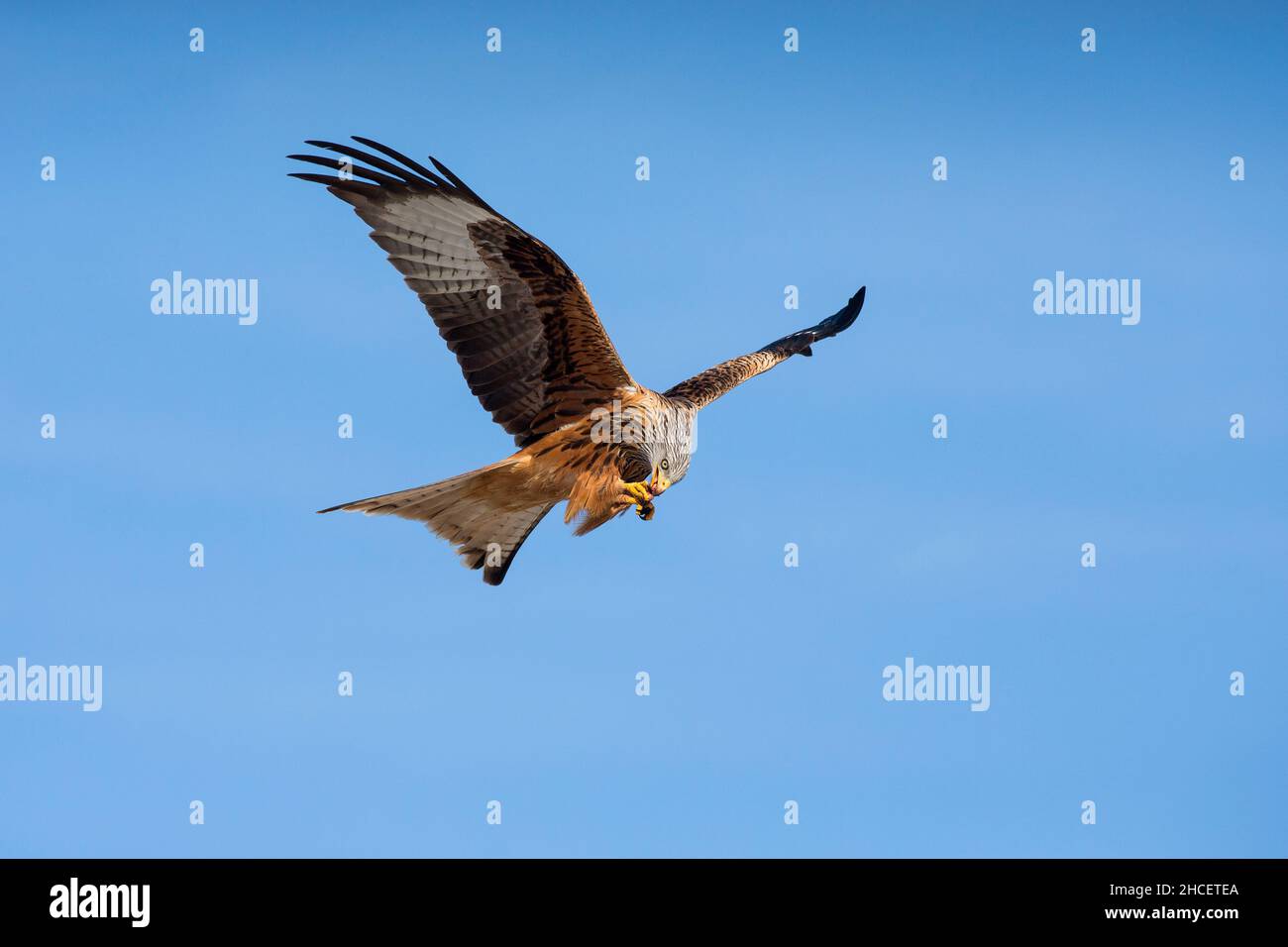 Red Kite (Milvus milvus) en vol avec la carrion à Beak, en Basse-Saxe en Allemagne Banque D'Images