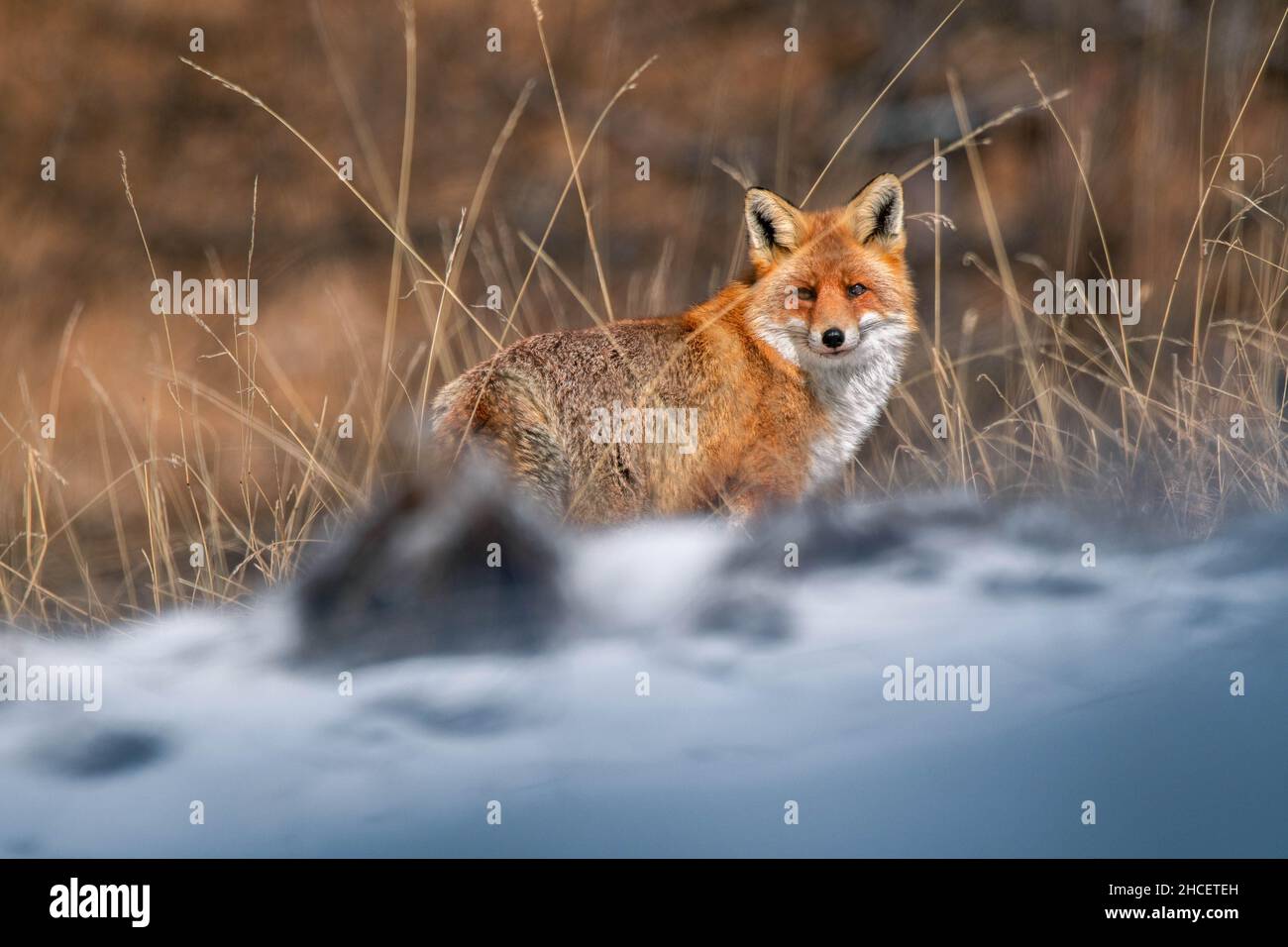 Vue sur le renard roux dans le champ en hiver Banque D'Images