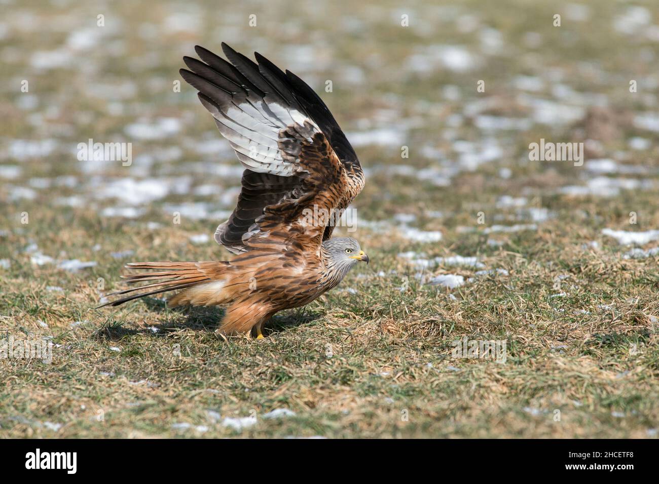 Red Kite (Milvus milvus) qui s'envolait du champ Basse-Saxe Allemagne Banque D'Images