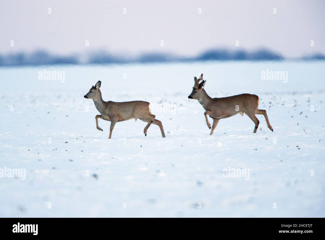 Roe Deer (Capranolus capranolus) un buck en bast et un doe qui traîne sur un champ couvert de neige en Basse-Saxe Allemagne Banque D'Images
