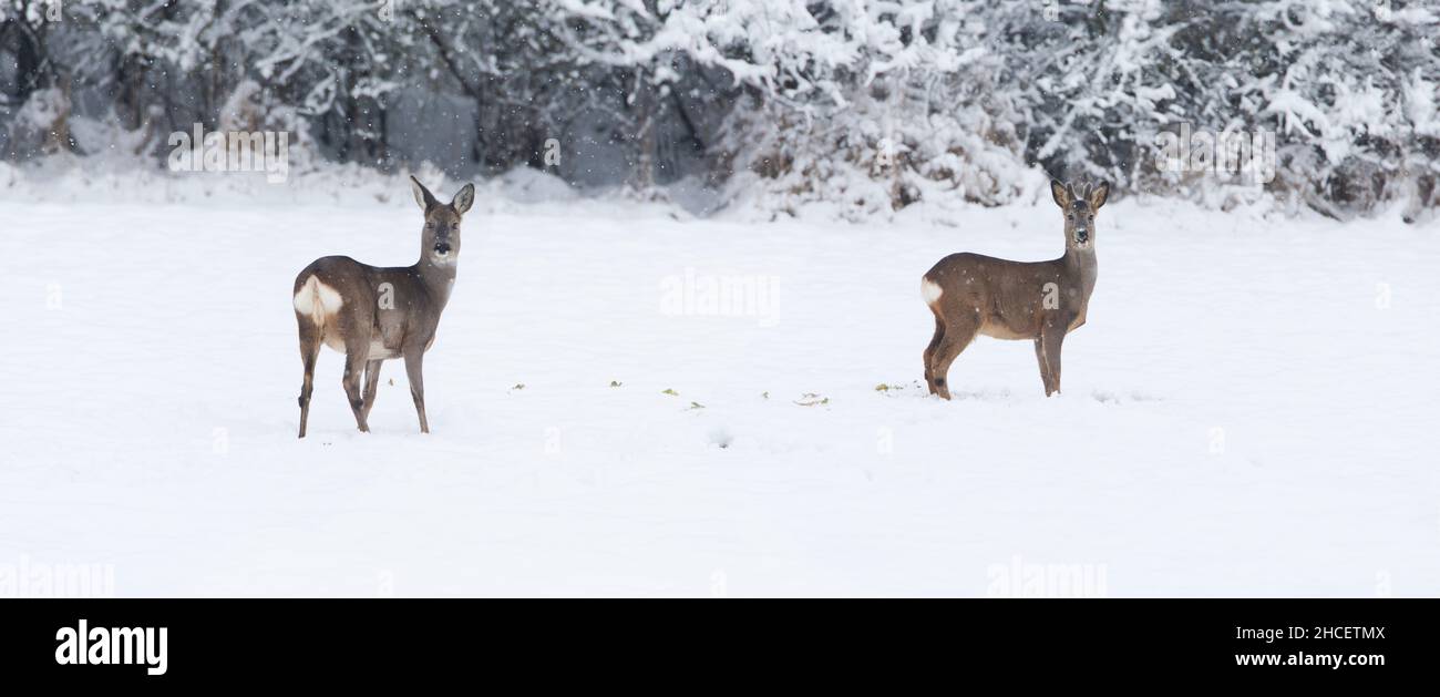 Cerf de Virginie (Capranolus capranolus) un buck et une doe se nourrissant sur un terrain enneigé Basse-Saxe Allemagne Banque D'Images