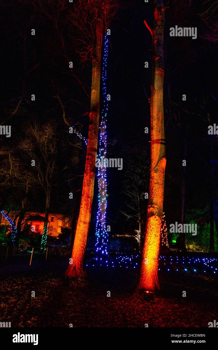 Spectacle de lumière de Noël à Dunham Massey Manchester 2021 Banque D'Images