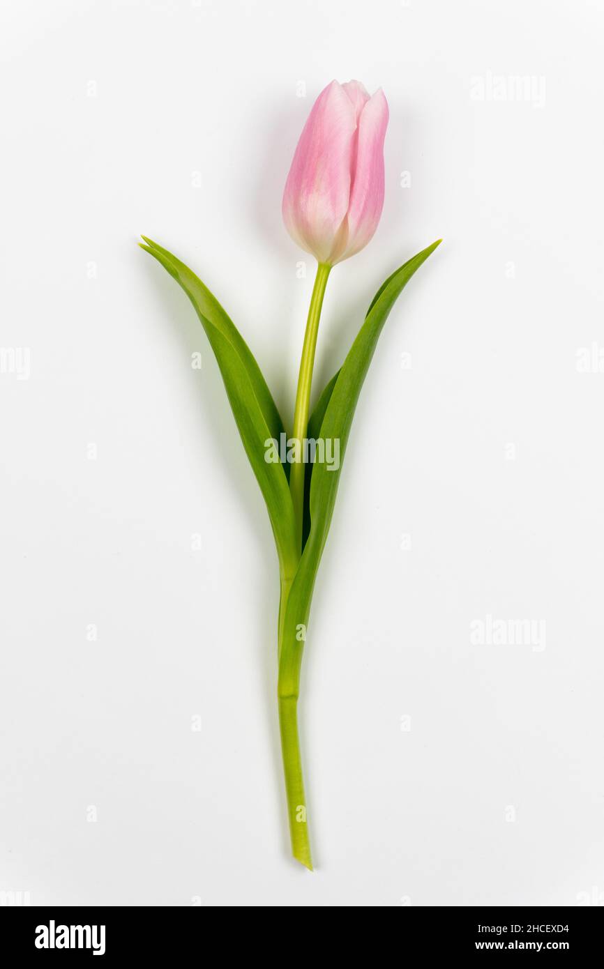 Une tulipe rose avec tige verte et feuilles isolées sur fond blanc.Fleur de  printemps.Saint-Valentin, Fête des femmes, Fête des mères, anniversaire  Photo Stock - Alamy
