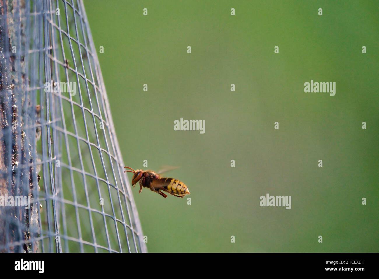 un hornet recherche de la nourriture derrière un arbre clôturé Banque D'Images