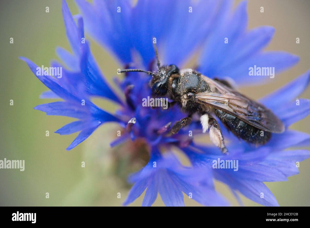 Un mâle Andena cineraria, une abeille minière, sur une fleur de maïs bleue Banque D'Images