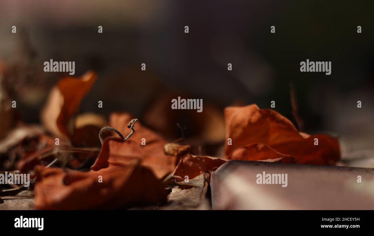 Flou peu profond des feuilles brunes sèches avec un b flou foncé Banque D'Images