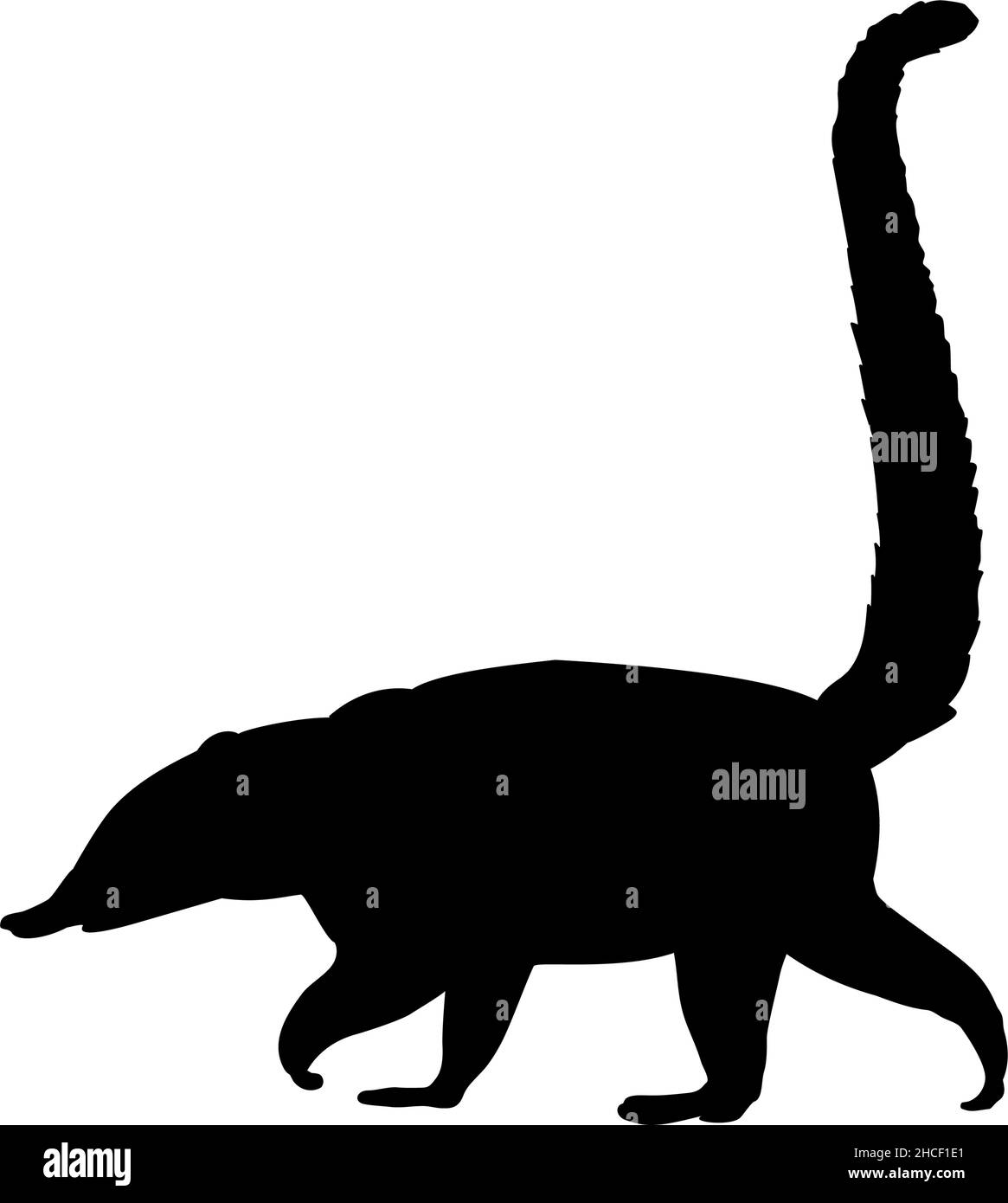 Silhouette Nasua Coati.Animaux sauvages. Illustration de Vecteur