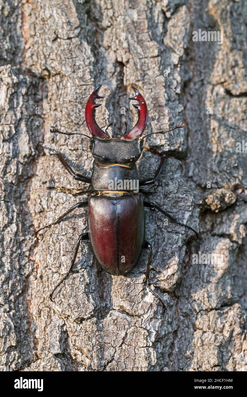 Coléoptère européen (Lucanus cervus) avec de grandes mandibles / mâchoires grimpant sur l'écorce de tronc de chêne en forêt en été Banque D'Images
