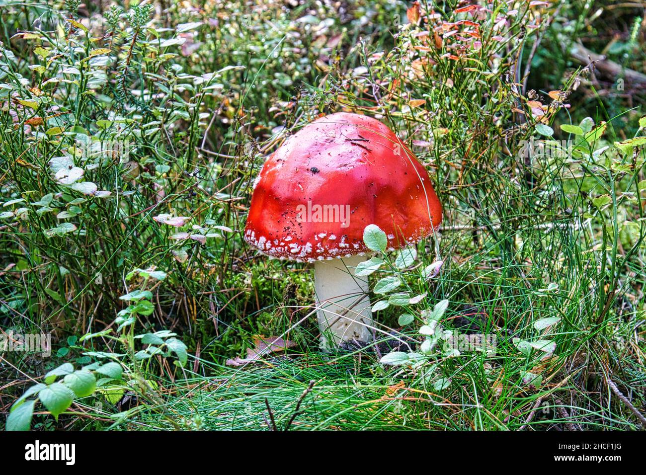 Tabouret dans une forêt à feuilles caduques sur le Darss.Les champignons rouges toxiques sont souvent vus en groupes Banque D'Images